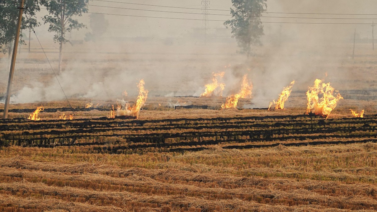 burning crop
