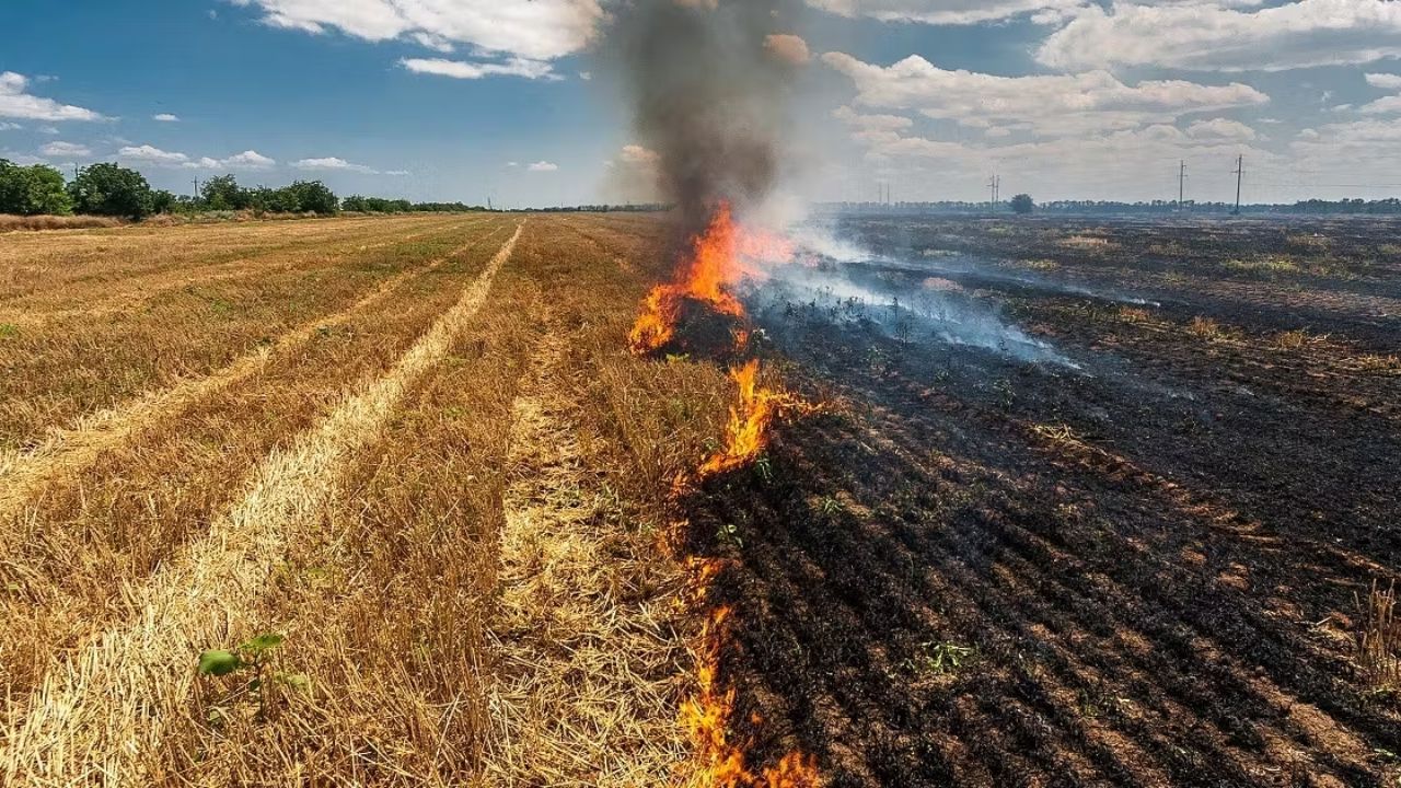 burning of crop