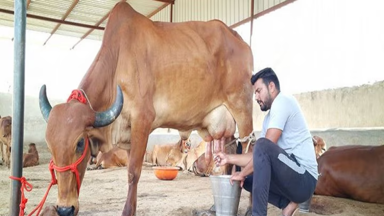 Cows